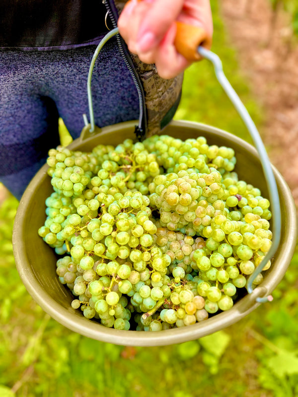 Riesling "Mehra dringa, weniga grantln!"