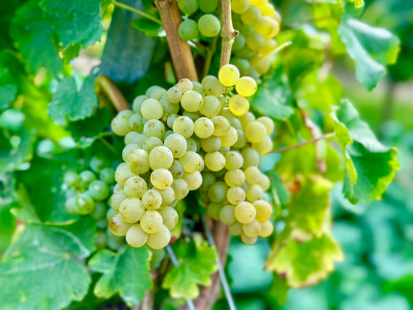 Sauvignon Blanc "Des is doch a gmahde Wiesn!"