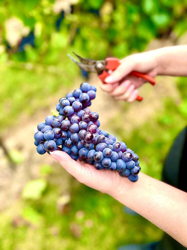 Pinot Noir "I drink so lang bis du mir gfoist!"