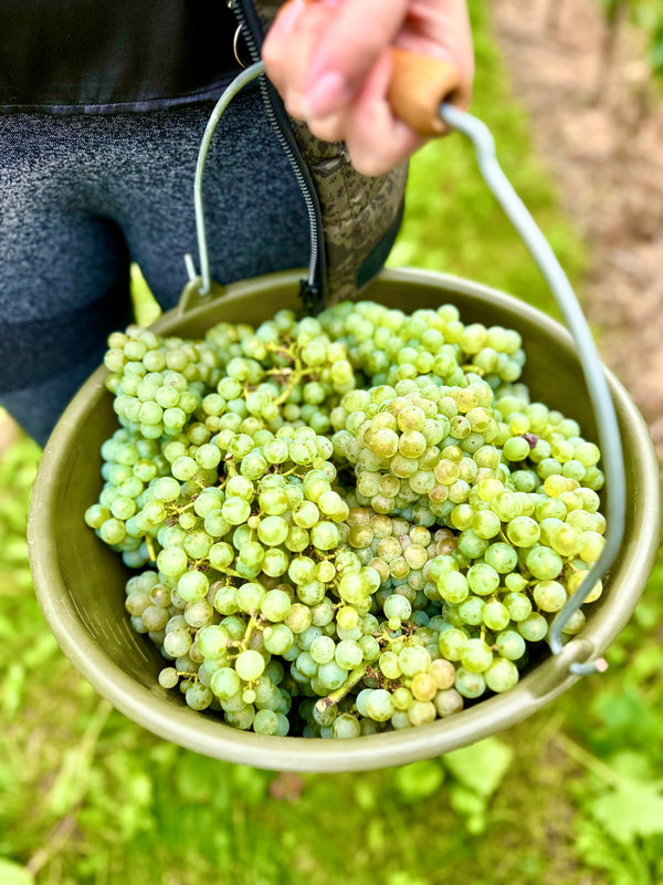 Riesling "Mehra dringa, weniga grantln!"